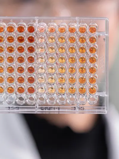 Close-up of a microplate with wells containing orange liquid samples