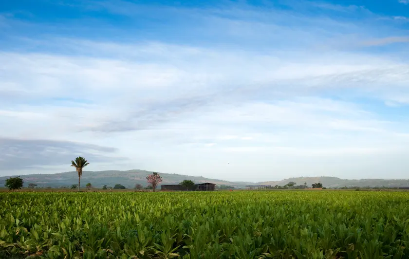 Rural landscape with green field and blue sky