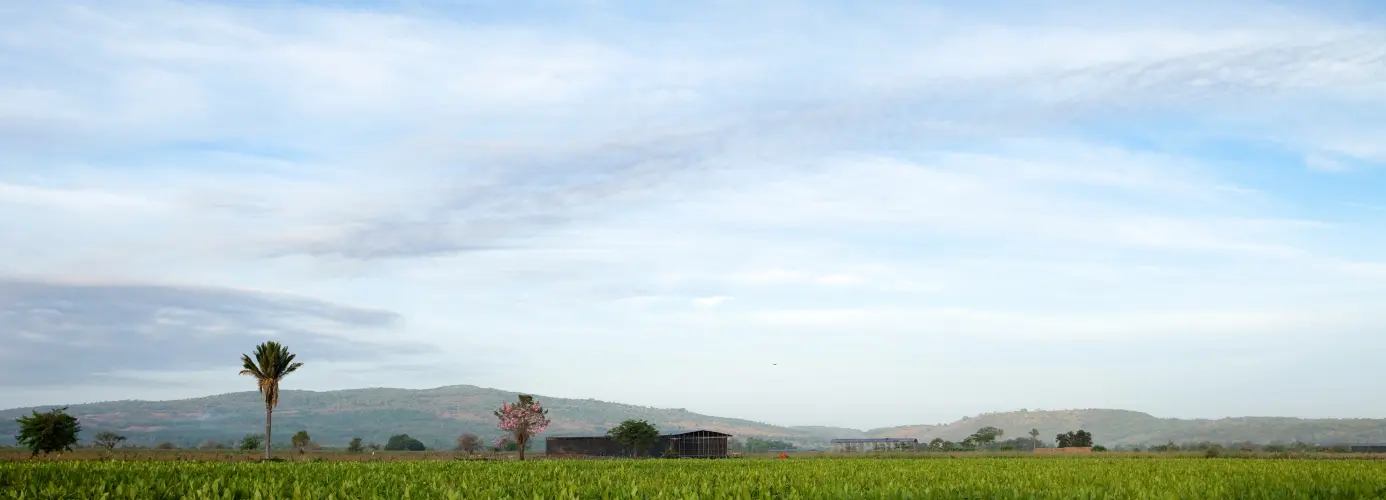 Rural landscape with green field and blue sky