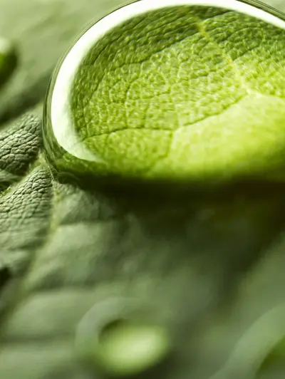Close-up of green leaf texture with a drop of water