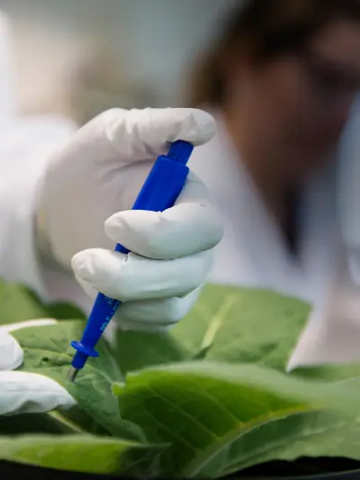 Gloved hands injecting solution into plant leaf