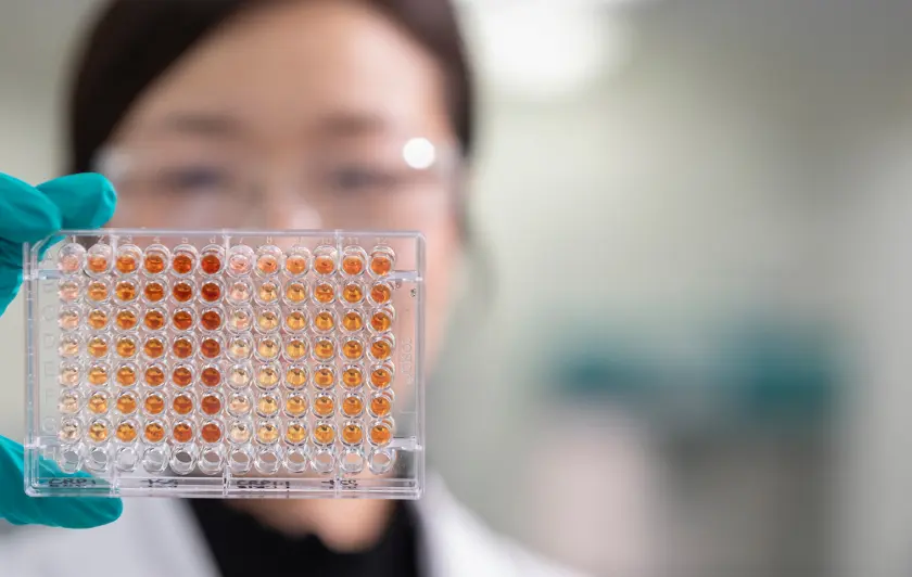 Close-up of a microplate with wells containing orange liquid samples