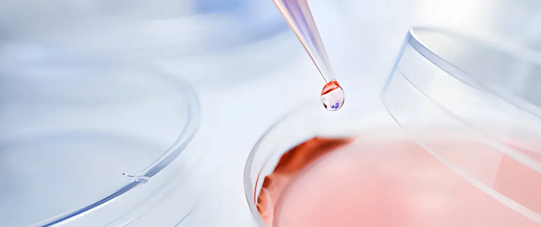 Pipette dropping liquid into petri dish