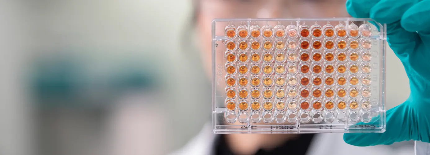 Close-up of a microplate with wells containing orange liquid samples