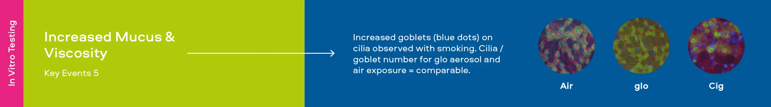 Increased Mucus & Viscosity