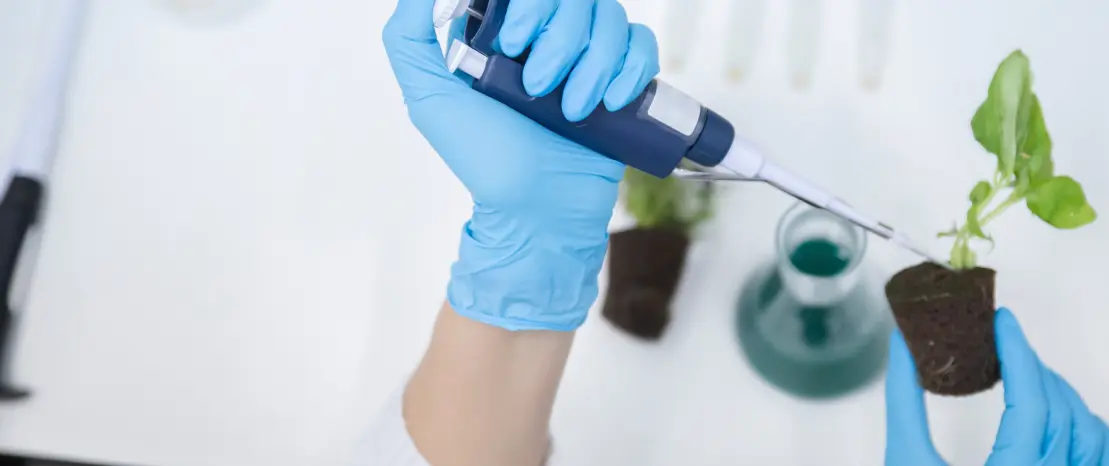 Hands in blue gloves using pipette on plant seedling